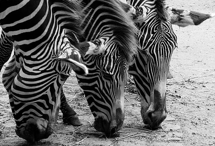 Zebra, dyr, sort og hvid, hoved, stribet
