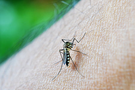 komár, skus, úmrtia, horúčka dengue, malária, Srí lanka, mawanella