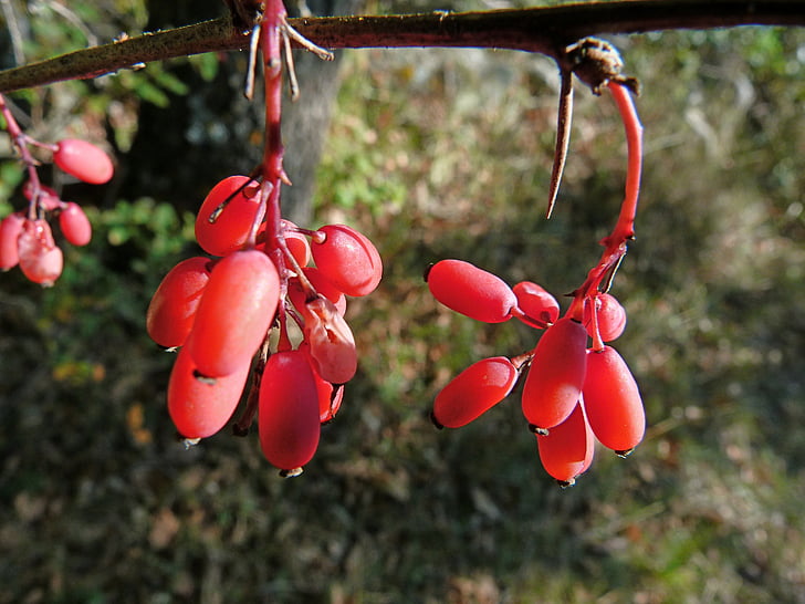 Nightshade Berry, alam, makro, merah, tanaman, berwarna cerah, beracun