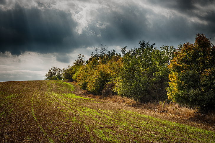 hdr, trees, heaven, field, tree, cloud - sky, nature