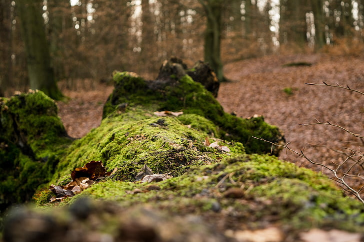 of fallen tree, leaves, forest, autumn, nature, moss