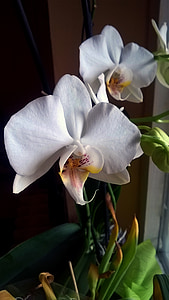 orquídia, flor, flor, flor, blanc, planta, flora