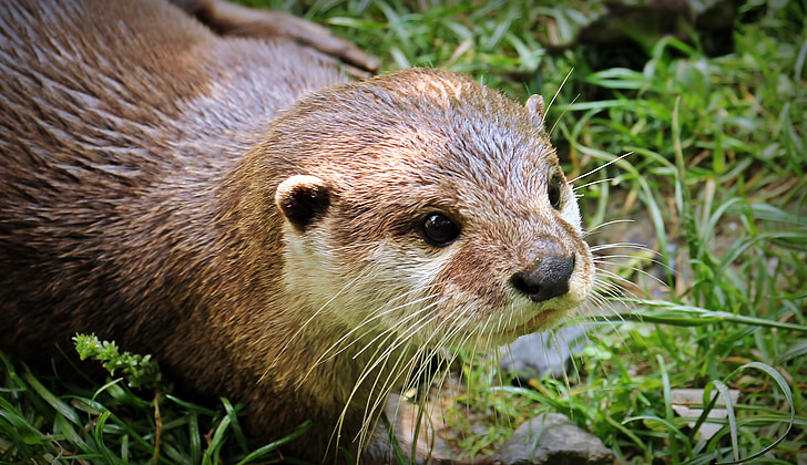 otter, Otter-baby, Otter baby, natuur, wildlife fotografie, wilde dieren, dier