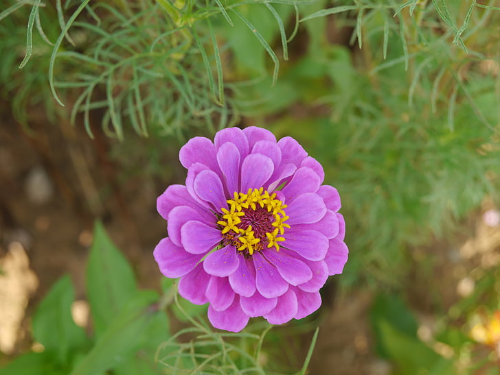 flower, purple, summer
