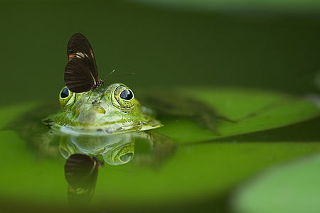 black, perched, green, frog, water, nature, portrait