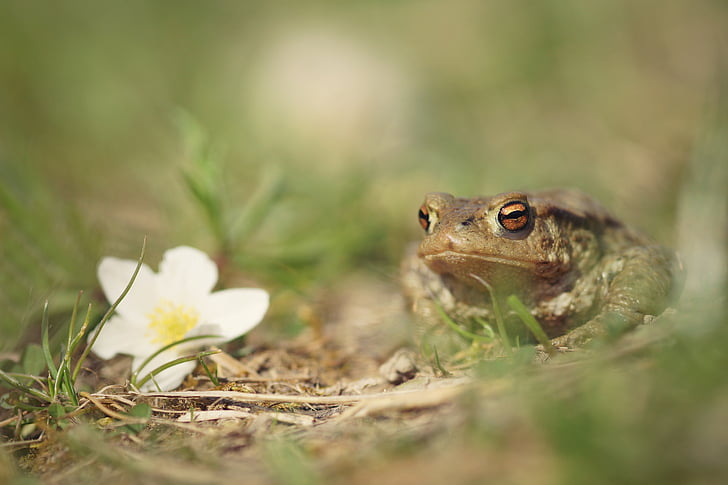 frog, male, toad, spring, nature, flower, grass