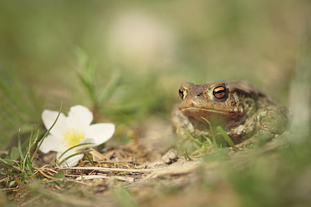 żaba, mężczyzna, Ropucha, wiosna, Natura, kwiat, trawa