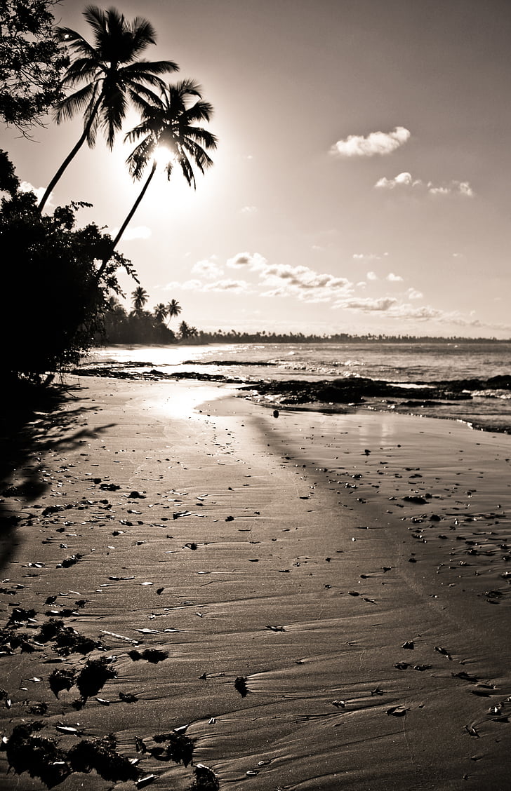 Pernambuco, puesta de sol, Playa, mar, árbol de Palma, clima tropical, árbol