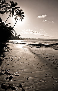 brazylijskich, zachód słońca, Plaża, morze, palmy, klimat tropikalny, drzewo