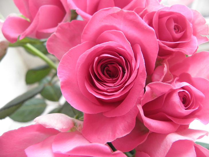 rozen, bloemen, roze, Strauss
