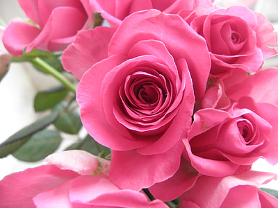rozes, ziedi, rozā, Strauss