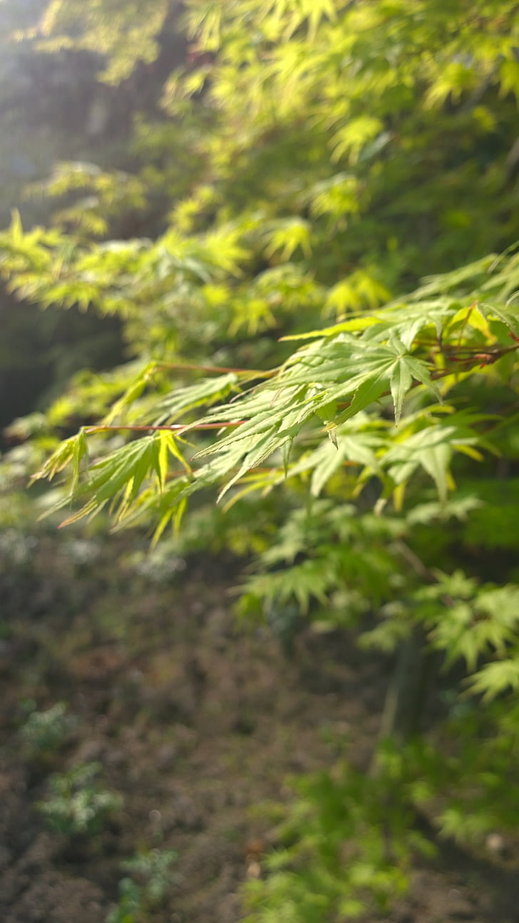 maple, natural, green, nature, plant, outdoors, green Color