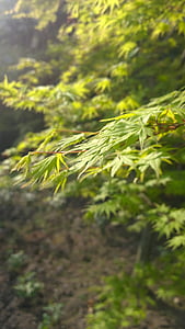 Maple, alam, hijau, alam, tanaman, di luar rumah, warna hijau