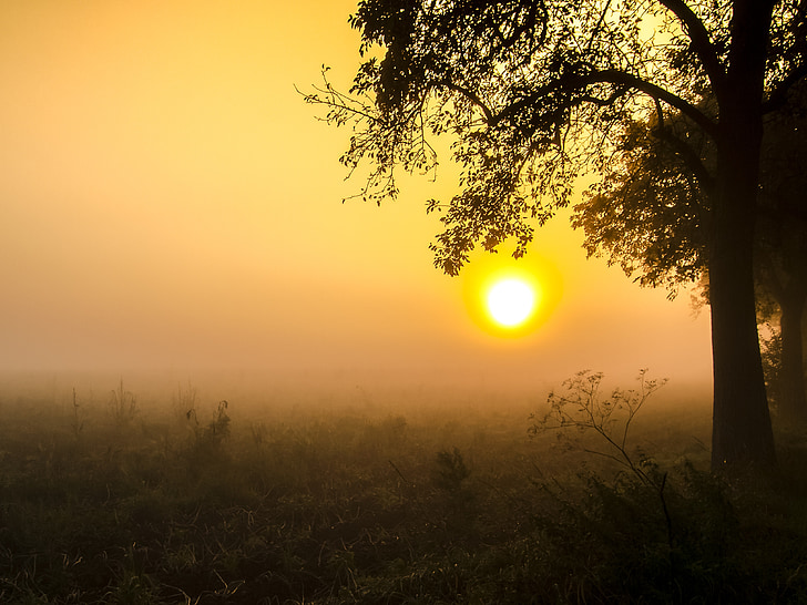 landscape, fog, sunrise, tree, nature