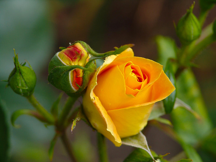Róża, Natura, kwiat, Bloom, żółty podniosłem się, Garden rose, kwiat