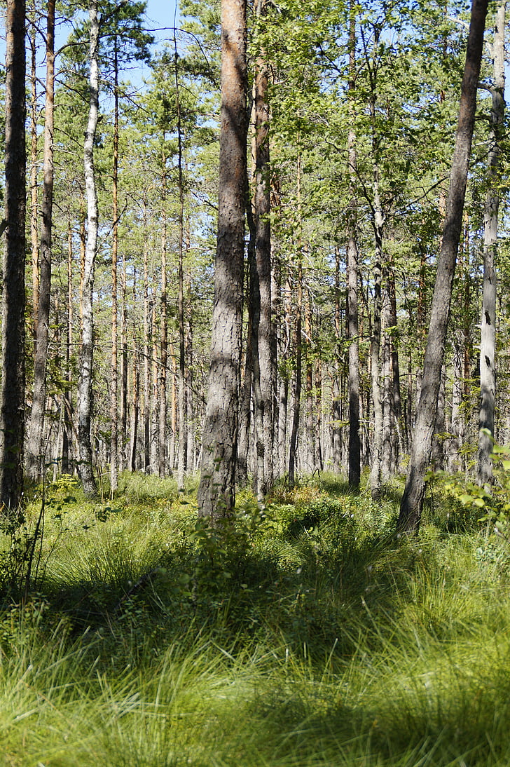 Marsh, hutan, pemandangan, pohon, Swedia, Birch, hutan pohon birch