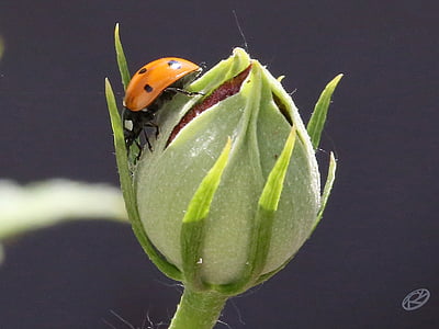 ladybug, bud, spring, blossom, bloom, green, plant