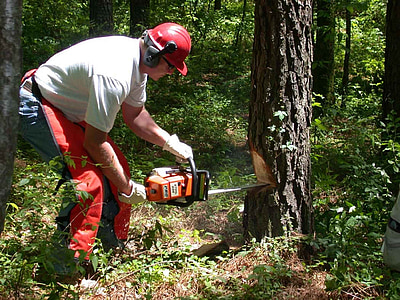 forest, chainsaw, holds, man, men, male, people