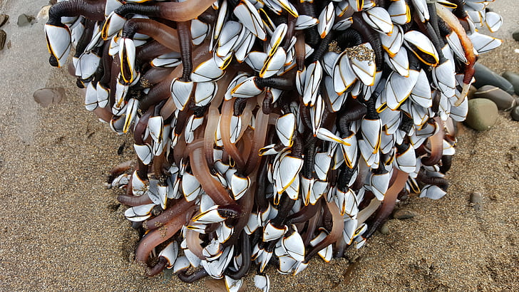 Goose barnacles, Barnacle, mar, Costa, flotsam, beira-mar, Costa