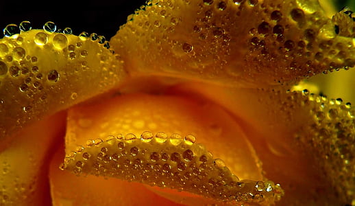 yellow, rose, water, droplets, macro, photography, flowers