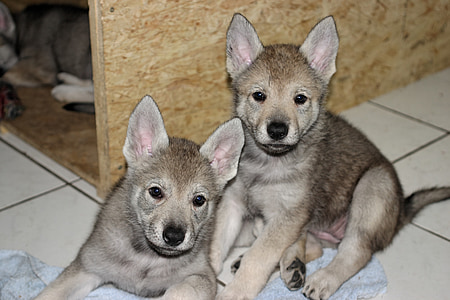 Tsjecho-Slowaakse wolf hond, puppy, hond, dieren, jonge hond, huisdieren, dier