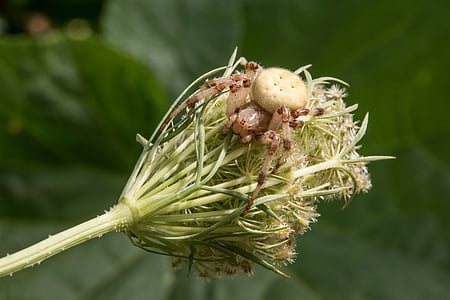 Blume, Spinne, Makro, vier Fleck kreuzspinne, in der Nähe, Wilde Möhre, Kreuzspinne