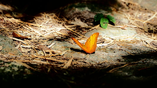 butterfly, pa, insects, orange wings, nature, ground, animals