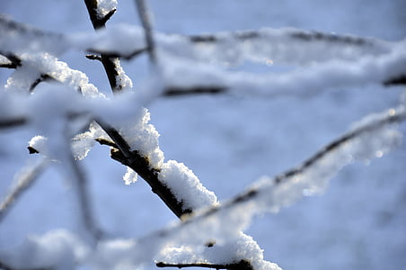 pozimi, sneg, drevo, narave, hladno, zamrznjeni, LED
