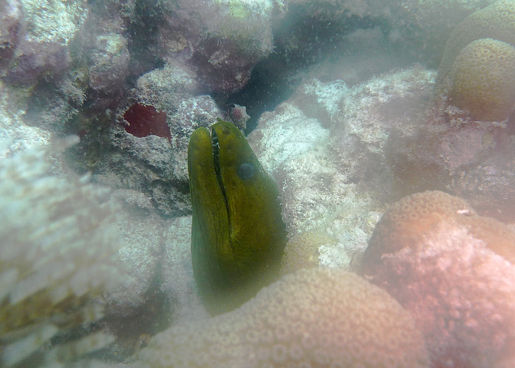 green moray, eel, scuba, sea life, scuba diving, white, ocean