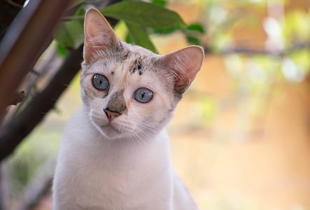 kat, dyr, Feline, Pet, blå øjne, hvide hud