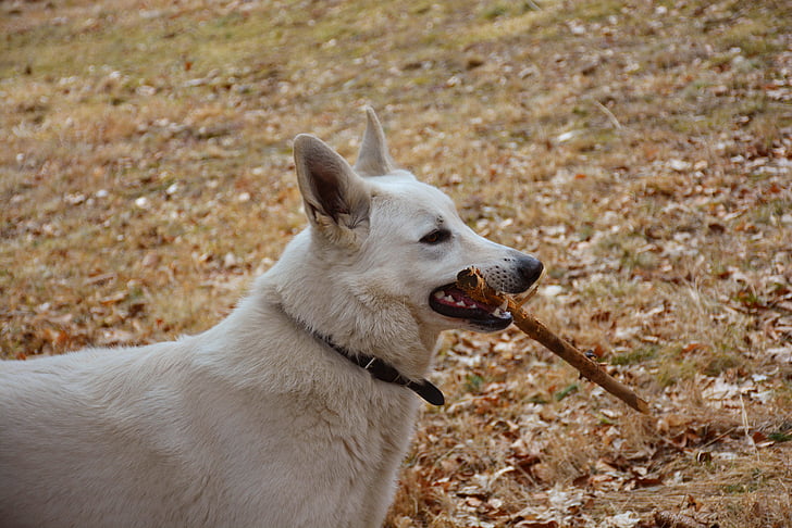 white dog, pose, outdoors, nature, colors, stick, bite