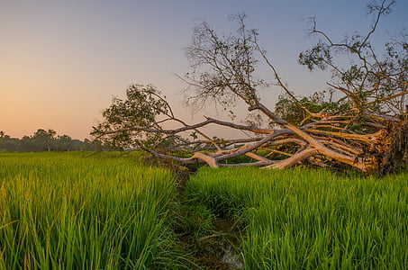 bidang, matahari terbit, petani, pedesaan, Indonesia, daun, hijau