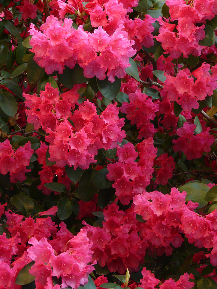 azalea, rhododendron, flowers, bloom, colorful, bright, plant