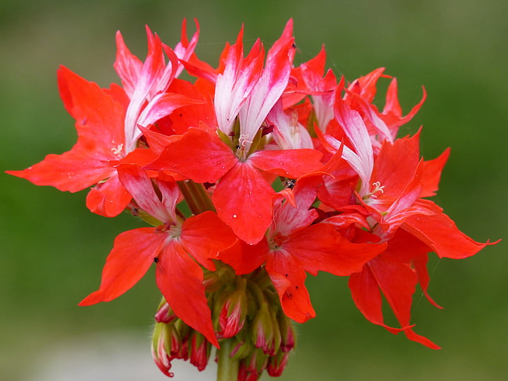 Geranium, kwiat, czerwony, roślina, Latem, Kolor