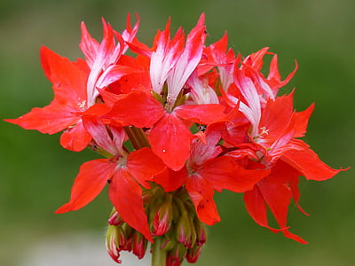 Geranium, kukka, punainen, kasvi, kesällä, väri