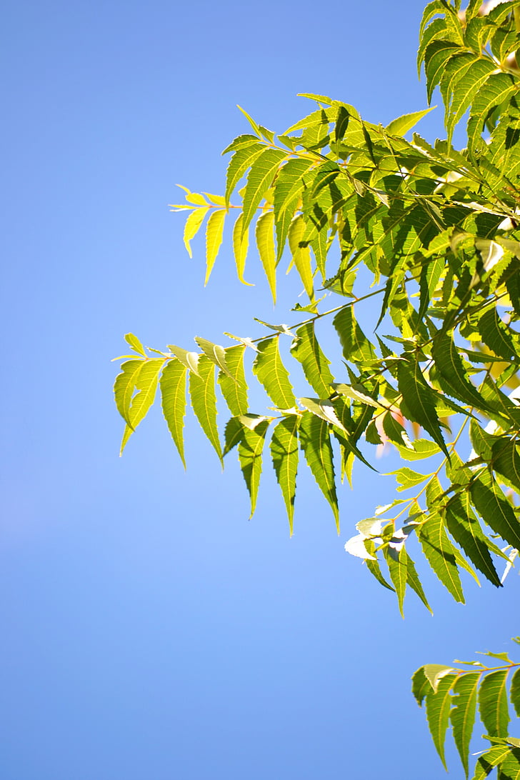 kohomba fulles, cel blau, clar cel, verd, natura, arbre d'herbes, mawanella