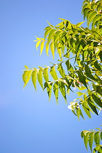 Kohomba hojas, cielo azul, cielo claro, verde, naturaleza, árbol de hierbas, mawanella