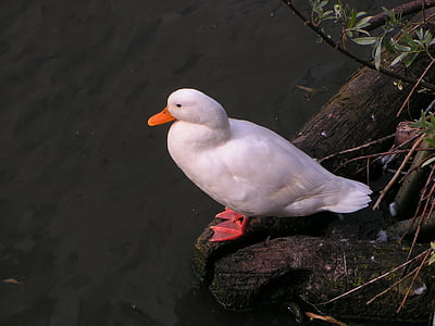 pato, Branco, aves aquáticas, animais, natureza, pássaro, água