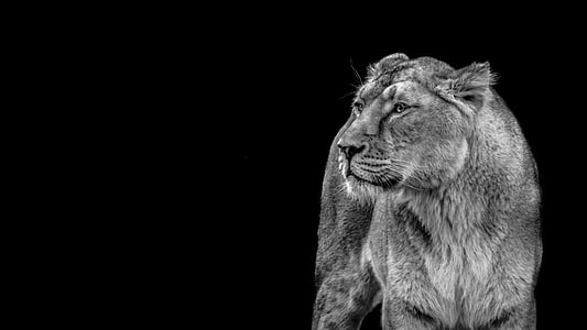 lionne, Lion, sauvage, Predator, chat, Wildcat, femmes Lion