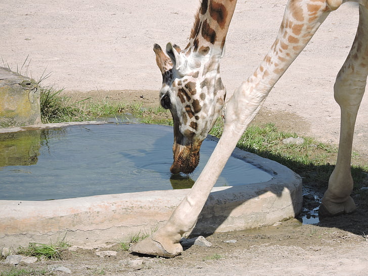 Żyrafa, wody, ogród zoologiczny, zoo w Pradze