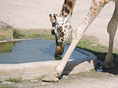 girafe, eau, Zoo, le zoo de prague