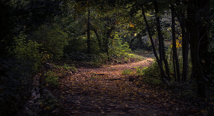 зората, дневна светлина, през деня, околна среда, Есен, Горски път тунел природа, пейзаж