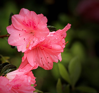 campanas de Azalea coral, rododendro kurume, azaleas rosadas, arbusto, árbol de hoja perenne, flores de primavera