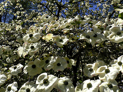 Blumen, Tropischer Baum, blühender Baum, Blüte-Filialen, Gartenschau, am Bodensee, Insel Reichenau