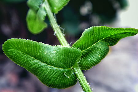 rod, leaf, green