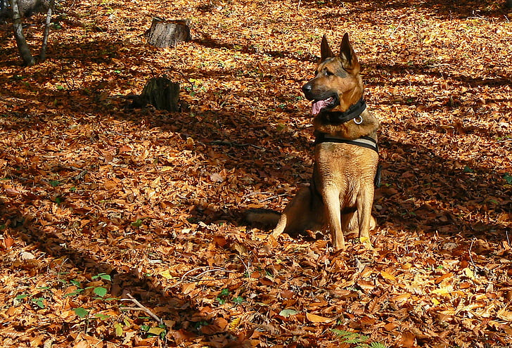 šuo, vokiečių aviganis, rudenį, lapija, spalvos, miško, įvorė