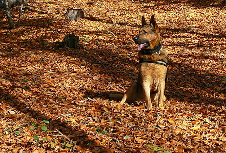 hond, Duitse herder, herfst, loof, kleuren, bos, Spacer