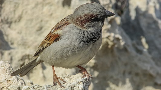 sparrow, bird, nature, animal, wildlife, cute, feather