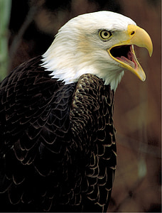 zeearend, Eagle, kale, Amerikaanse, natuur, dieren in het wild, Raptor