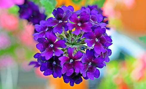 verveine, fleurs, violet, plante, nature, fleur, Purple